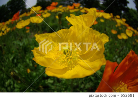 Showa Memorial Park Poppy Field (Fisheye Zoom) 652681