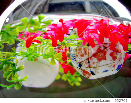 waterweed, vegetation, vegetative 652701