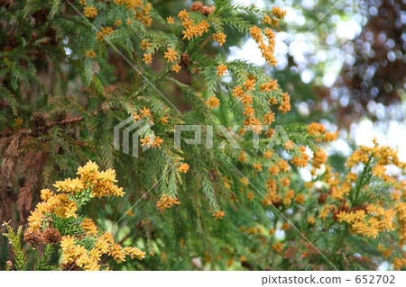 Cedar branches and pollen Cedar branches and pollen 652702