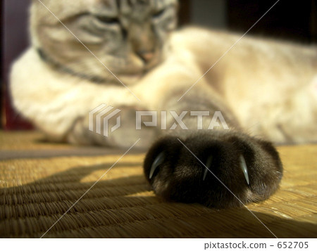 paw, a cat, cat 652705