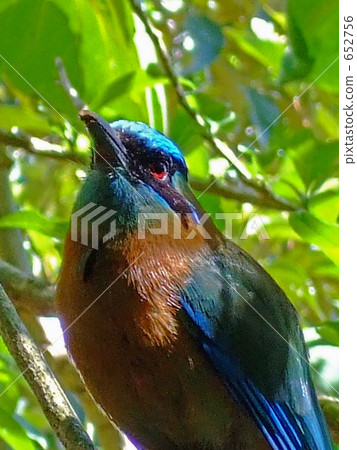 Costa Rican beetle Costa Rican beetle 652756
