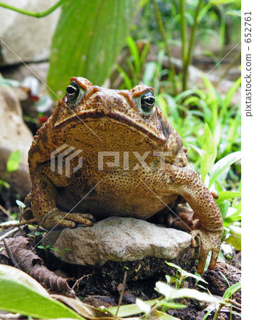 Costa Rican red-headed toad Costa Rican red-headed toad 652761