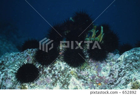 Kitamurasakiuni聚集在海藻中 652892