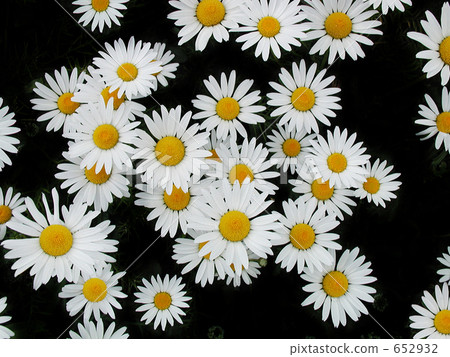 瑪格麗特 瑪格麗特 652932