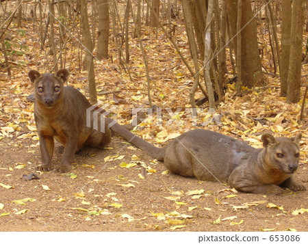 Fossa Fossa 653086