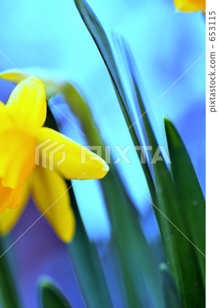 Trumpet suisen Ⅱ 653115