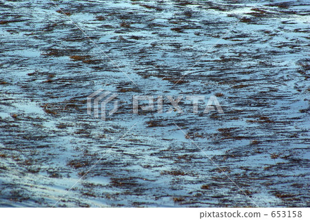 與海草漂浮的海表面背景材料 653158