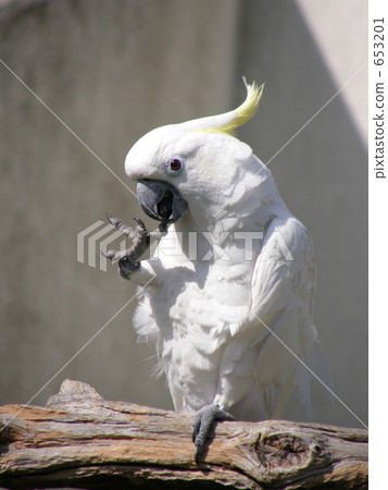 A large white parakeet A large white parakeet 653201