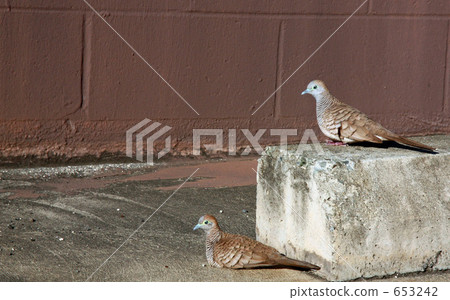 蝴蝶屁股（斑馬蝙蝠） 653242