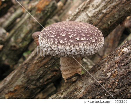 Wood shiitake out came out 653393