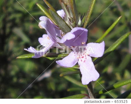 Rosemary Flower 653525