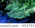waterweed, waterfront, waterside 653749