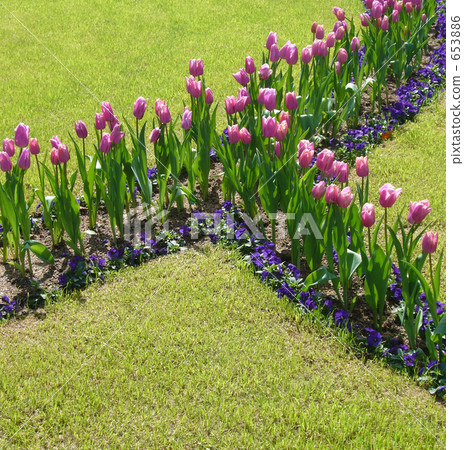 Tulip field Tulip field 653886