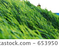 fresh grass, weed, weeds 653950