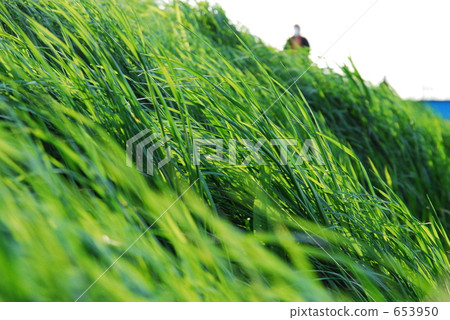 fresh grass, weed, weeds 653950