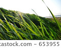 weed, weeds, day 653955