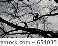 crow, tine, tree 654035