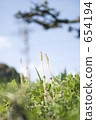 weed, weeds, horsetail 654194