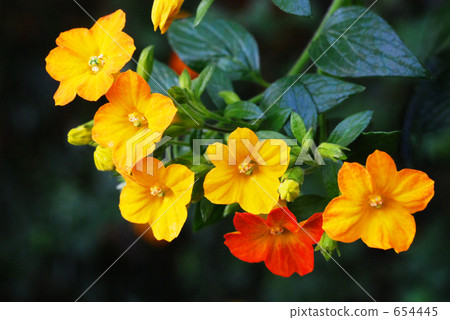 Marmalade bush Marmalade bush 654445