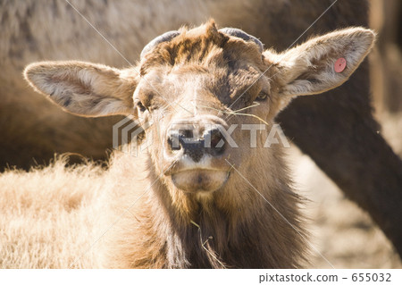 陸地哺乳動物 655032