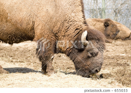 陸地哺乳動物 655033