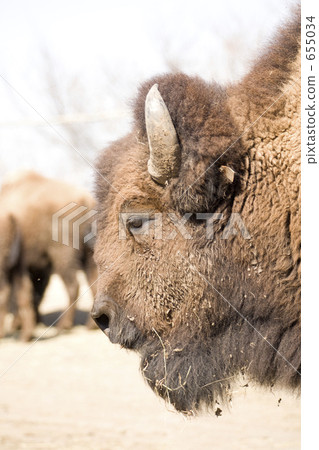 陸地哺乳動物 655034