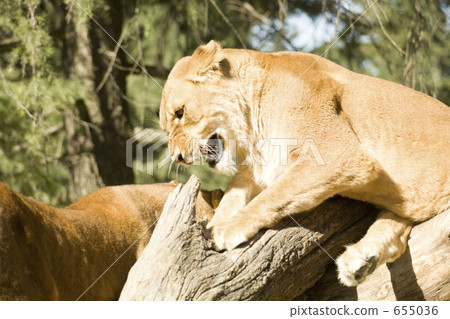 陸地哺乳動物 655036