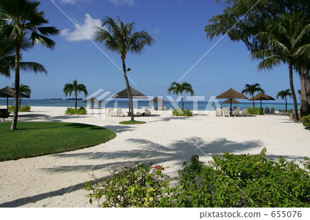 Palm tree and beach 655076