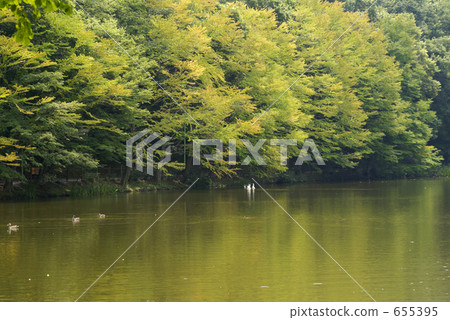Katsura (in the early autumn) 655395