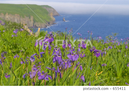 iris, ayame, siberian iris 655411