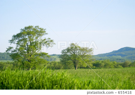 春榆 日本榆樹 日本榆 655418