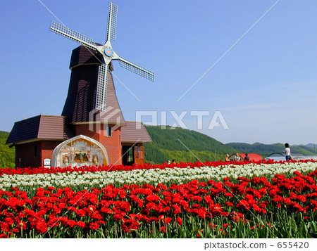 鬱金香花叢 上湧別町 荷蘭風車 655420