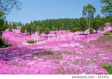 芝櫻 櫻花 瀧上町 655432