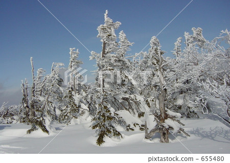 晴朗的天氣,八幡平的青森和八幡 晴朗的天氣,八幡平的青森和八幡 655480