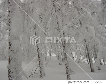 藏王在雪地裡 655488