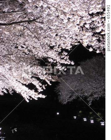 沿著Nogawa Chofu City 1點亮的櫻花 655491