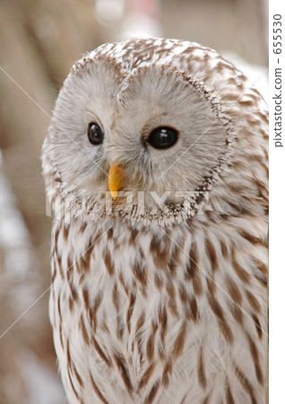owl, ural owl, strix uralensis 655530