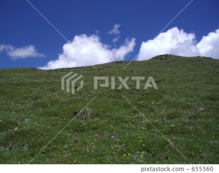 青藏高原的花季 655560