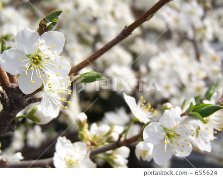 Cherry tree in full bloom  655624