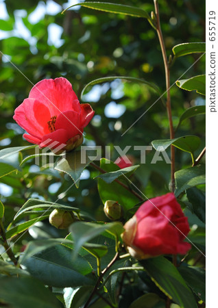 茶花 茶花 655719