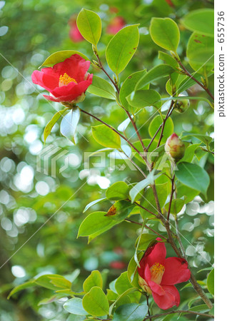 Camellia Camellia 655736