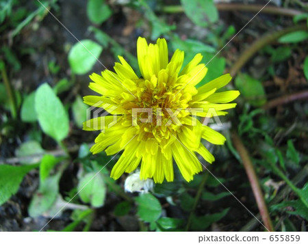 一個蒲公英 655859