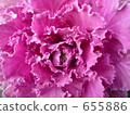 ornamental kale, other plants, close-up 655886