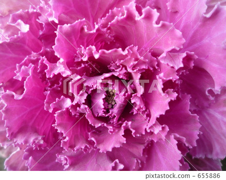 ornamental kale, other plants, close-up 655886