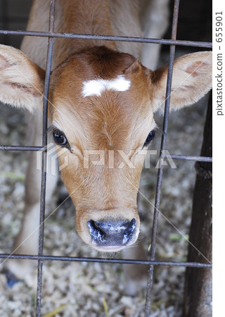 可愛的小牛 655901