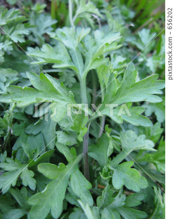 Spring mugwort Spring mugwort 656202