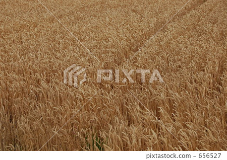 cion, crops, wheat field 656527