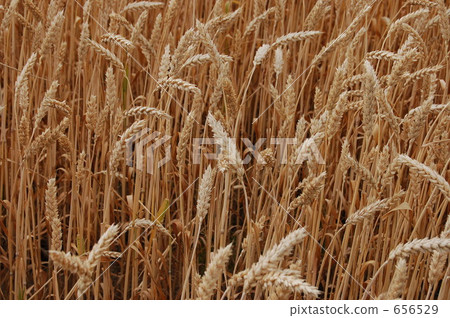 cion, crops, wheat field 656529