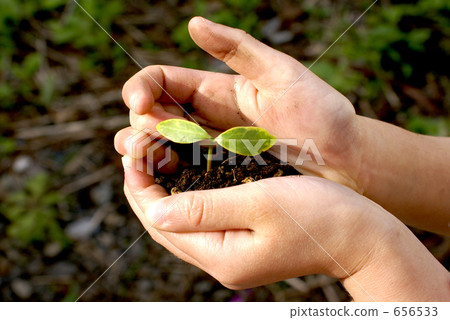 Hands and buds 656533