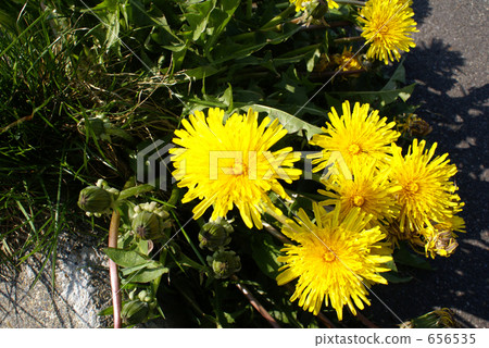 Dandelion Dandelion 656535